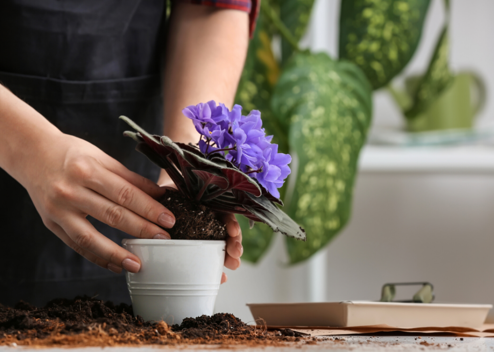 Wait until spring to repot